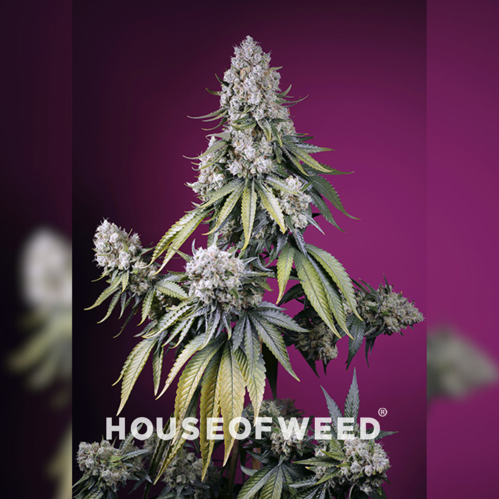 Jealousy Z XL Auto de Sweet Seeds