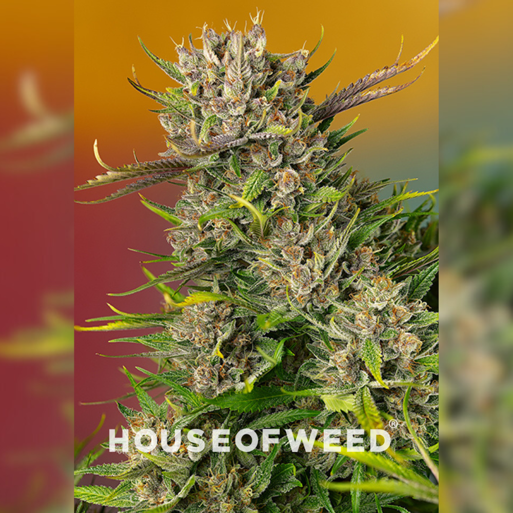 Papaya Zoap Auto de Sweet Seeds