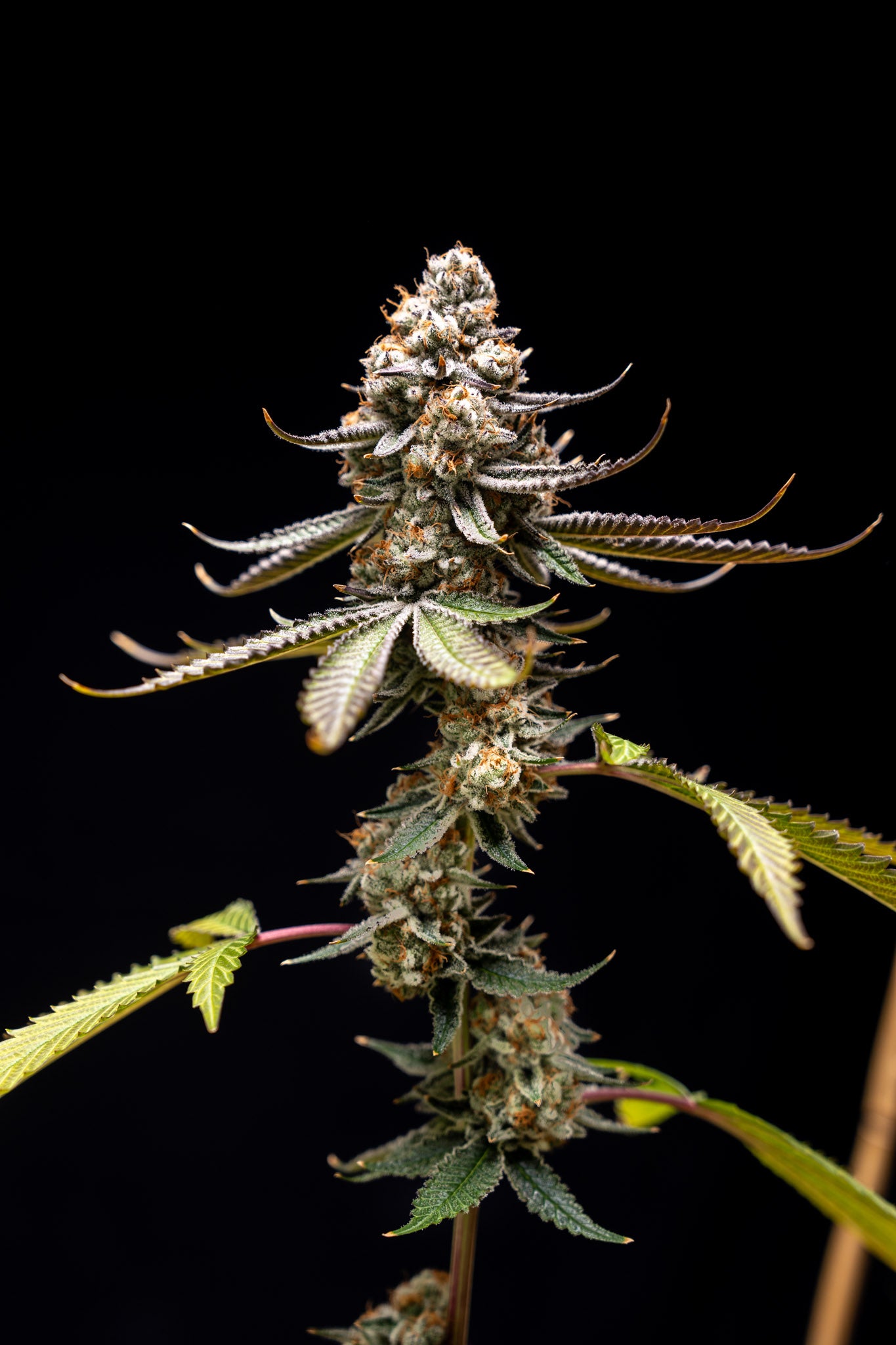 Foto del cultivo de la variedad Pink Truffle, mostrando el atractivo tono rosa y la estructura robusta.