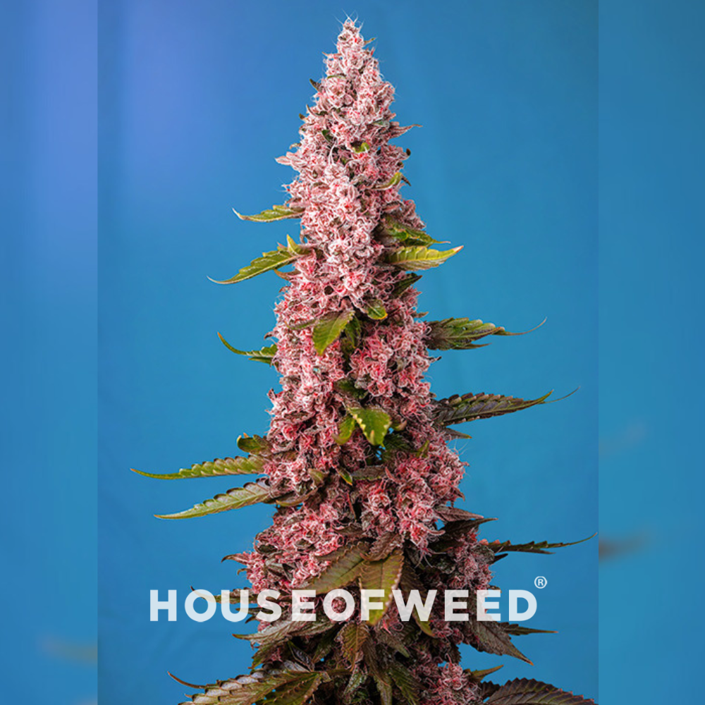 Red Hot Cookies de Sweet Seeds