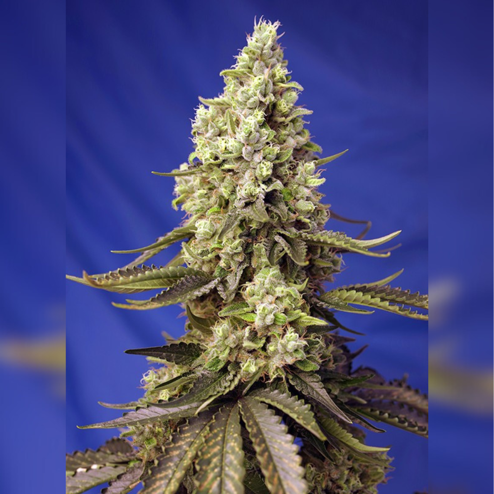 Runtz XL Auto® de sweet seeds