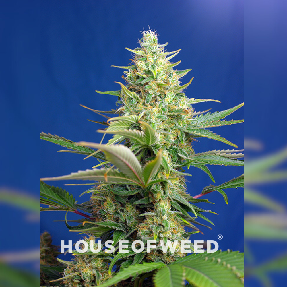 Sweet Pure Auto CBD de Sweet Seeds
