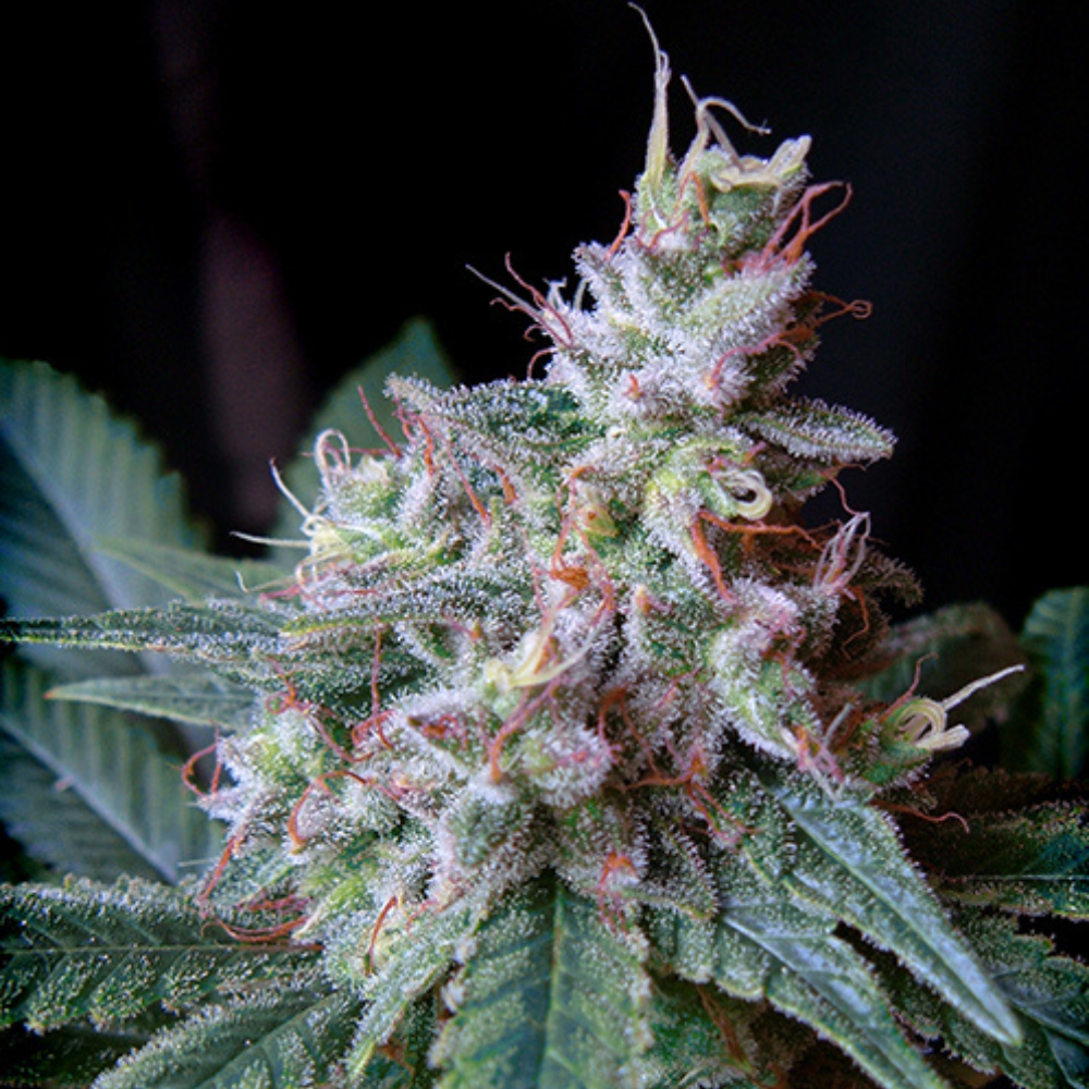 Sweet Seeds - Cream Caramel