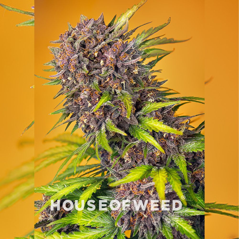 Sweet Seeds - Diablo Rojo XL Auto