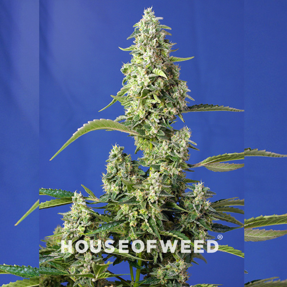 Gorilla Girl XL AUTO de sweet seeds