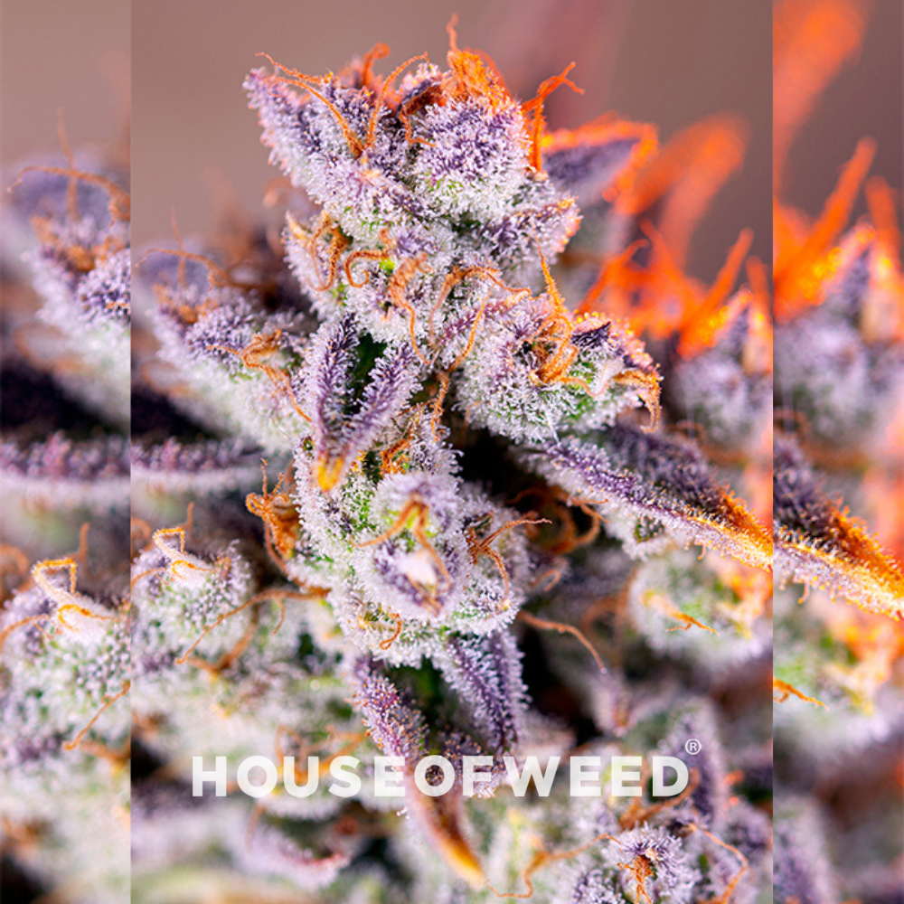 Tropicanna Poison XL Auto de de Sweet Seeds