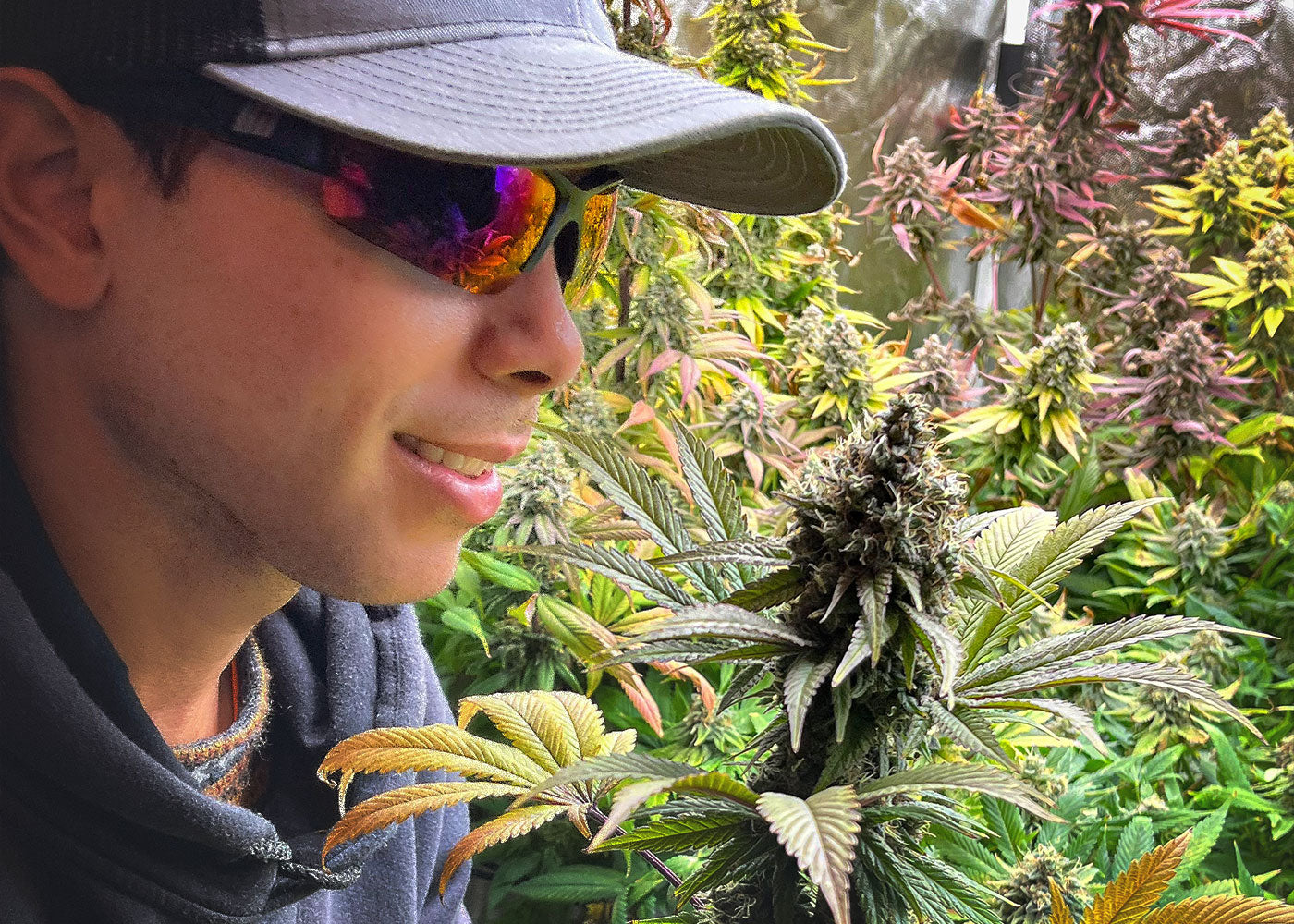 noé revisando cogollo de cultivo con estigmas pistilos