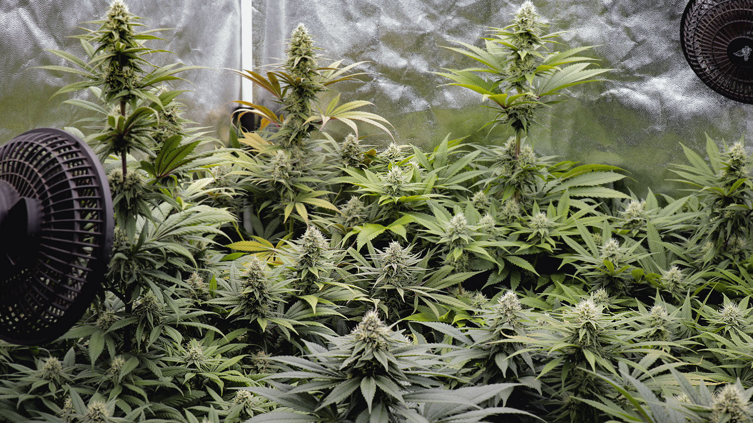 cultivo indoor Houseofweed sweet seed