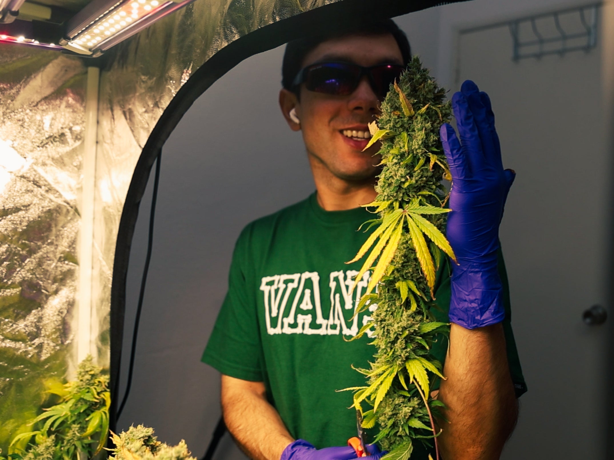 Curso Cannabis Online Paso a Paso