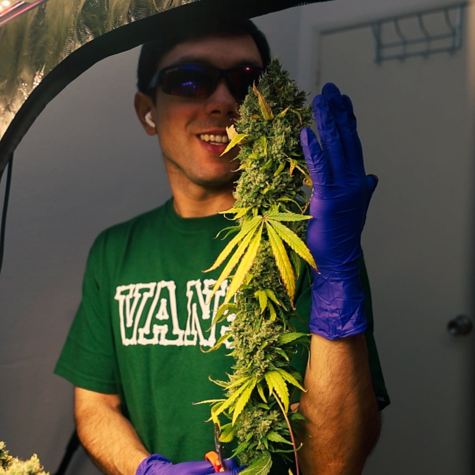 Curso de Cultivo de Cannabis Online