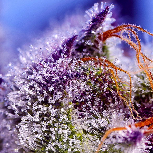 Diablo’s Delight XL Auto®