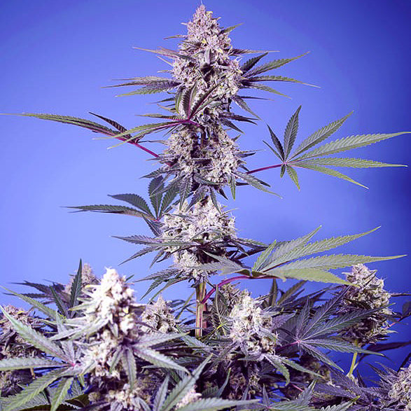 Mental Rainbow F1 Fast Version®