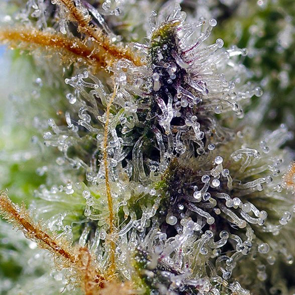 Mental Rainbow F1 Fast Version®