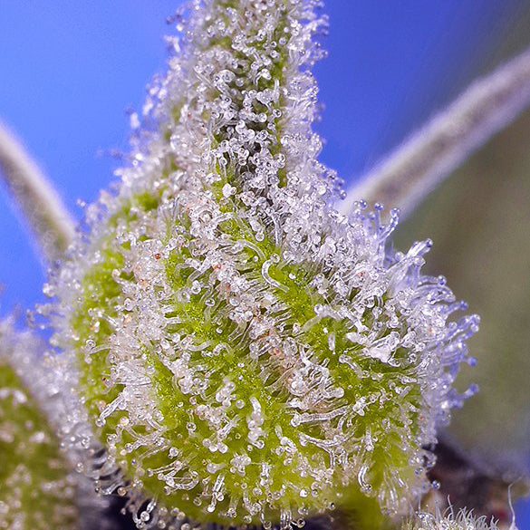 Permanent Jealousy XL Auto®