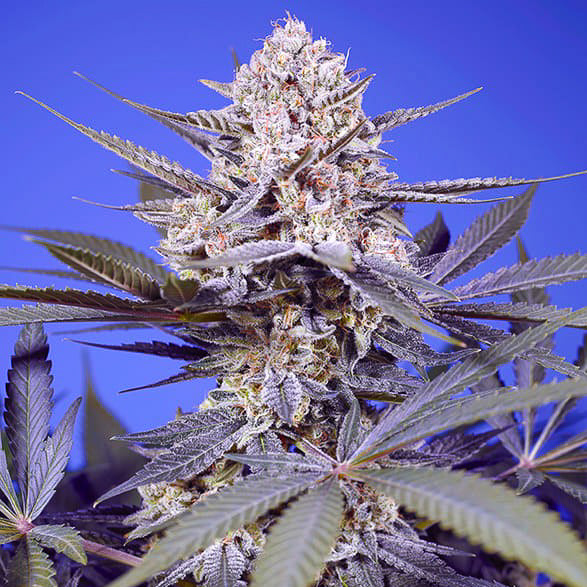 Pineapple Slush XL Auto®