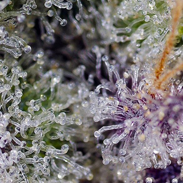 Pineapple Slush XL Auto®