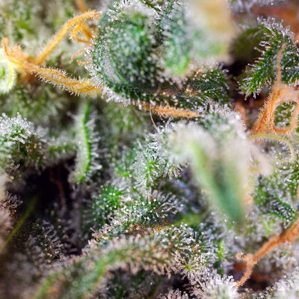 S.A.D. Sweet Afgani Delicious S1®