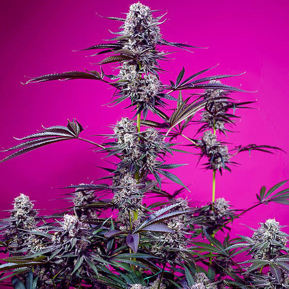 Studio 54 Stardust Auto®