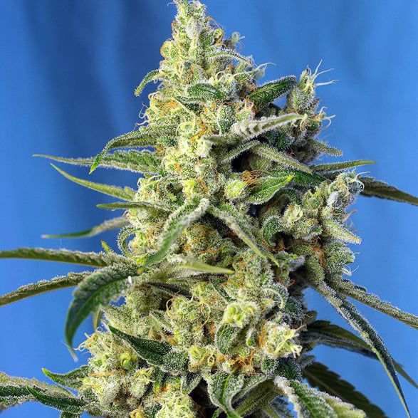 Sweet Amnesia Haze®
