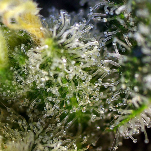 Sweet Amnesia Haze®