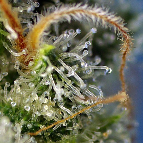 Sweet Amnesia Haze®