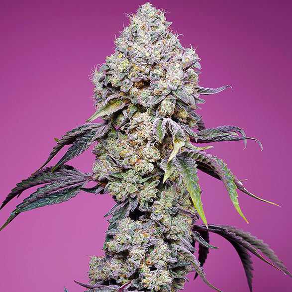 Sweet Mandarine Zkittlez F1 Fast Version