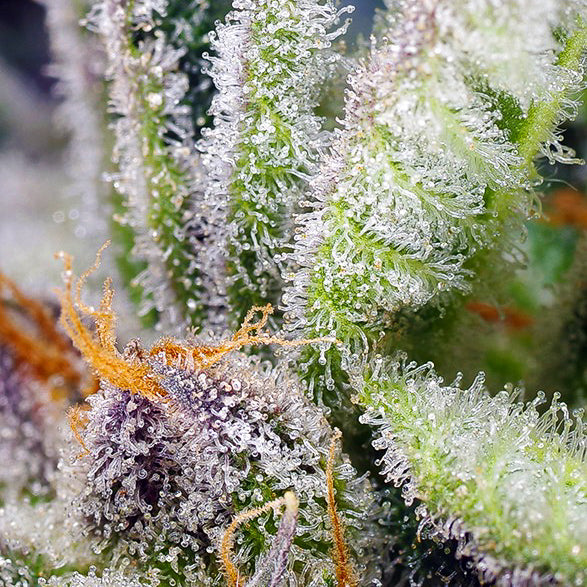 Sweet Mandarine Zkittlez F1 Fast Version