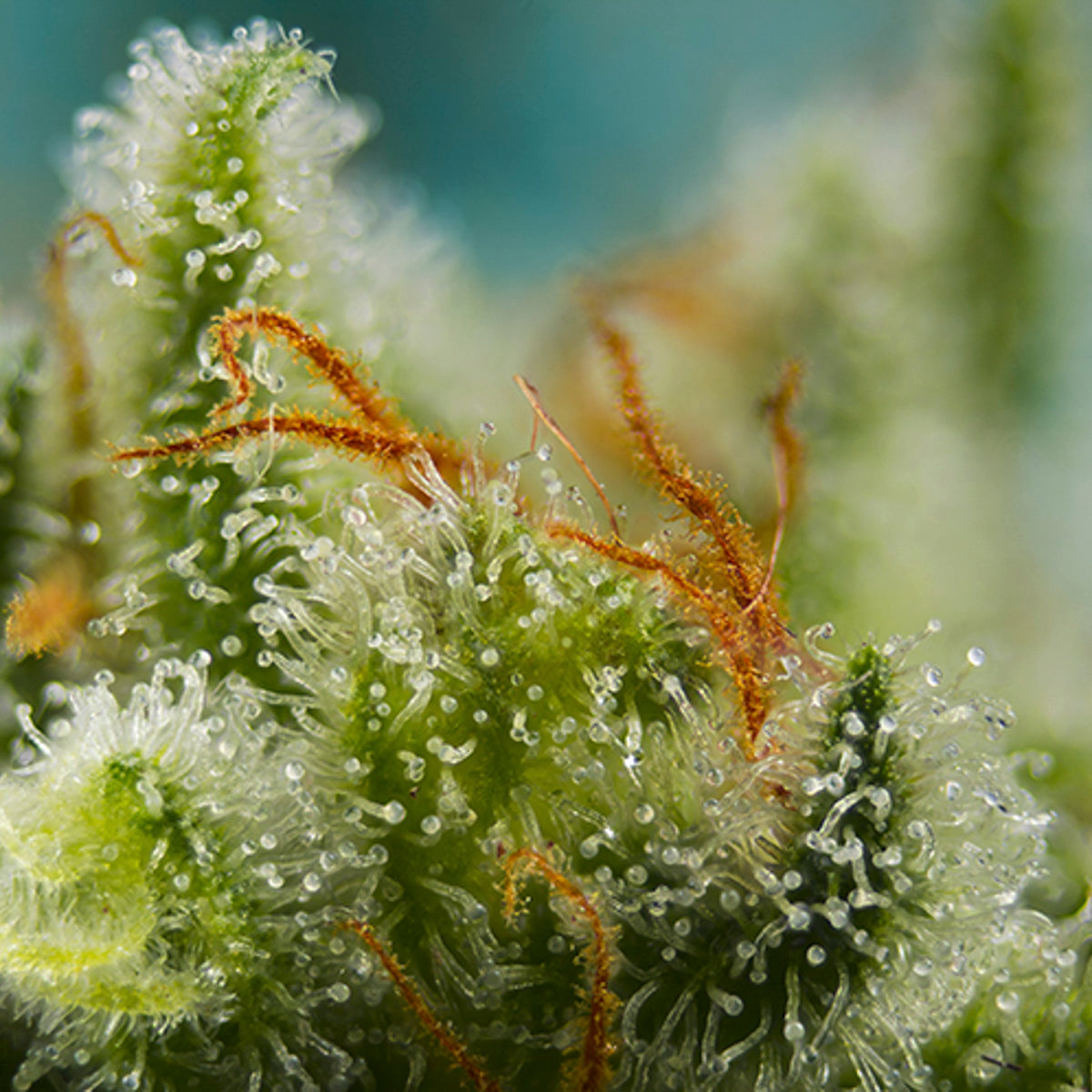 ALT='' BIGDEVIL XL AUTO SWEET SEEDS ''