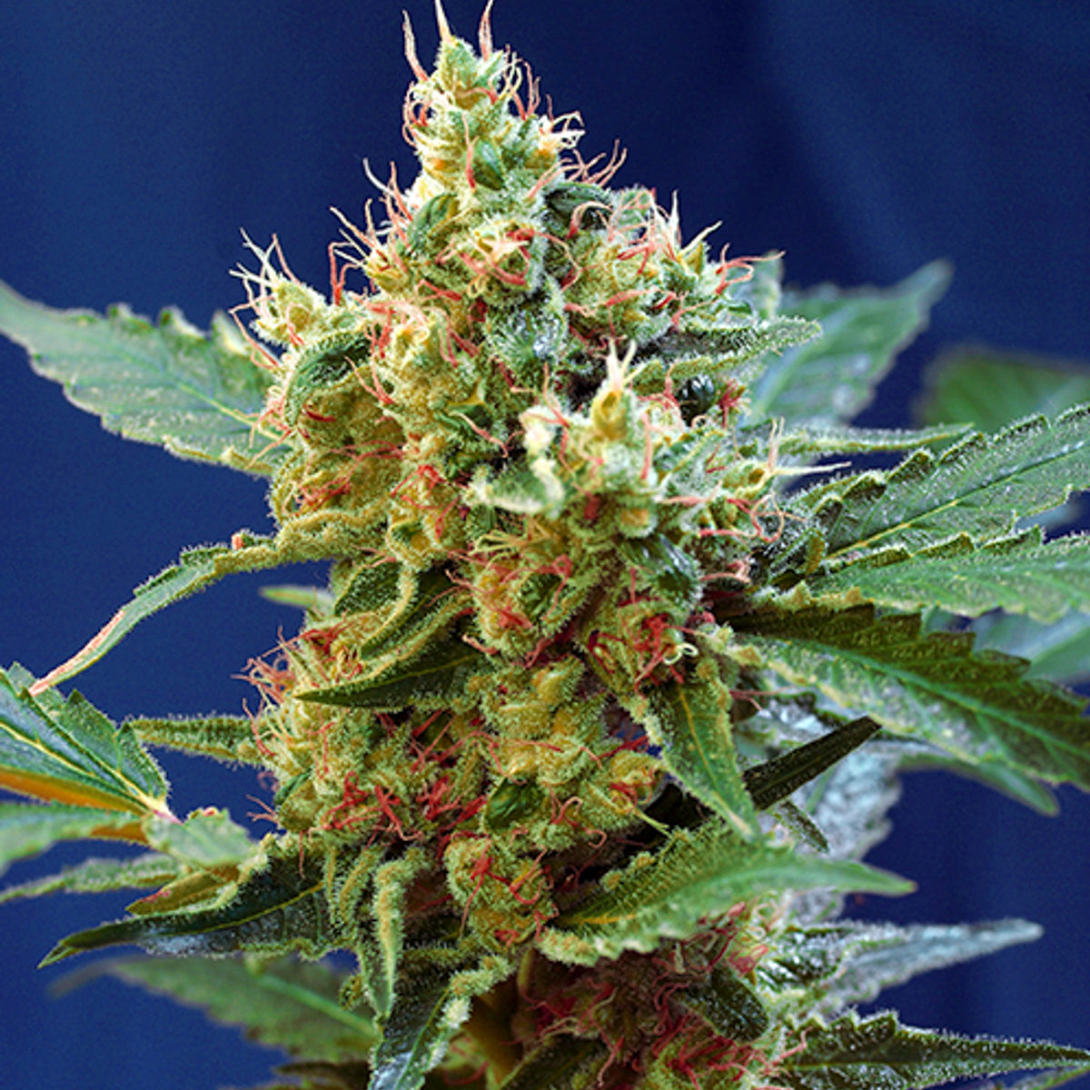 ALT='' CREAM MANDARINE XL AUTO ''