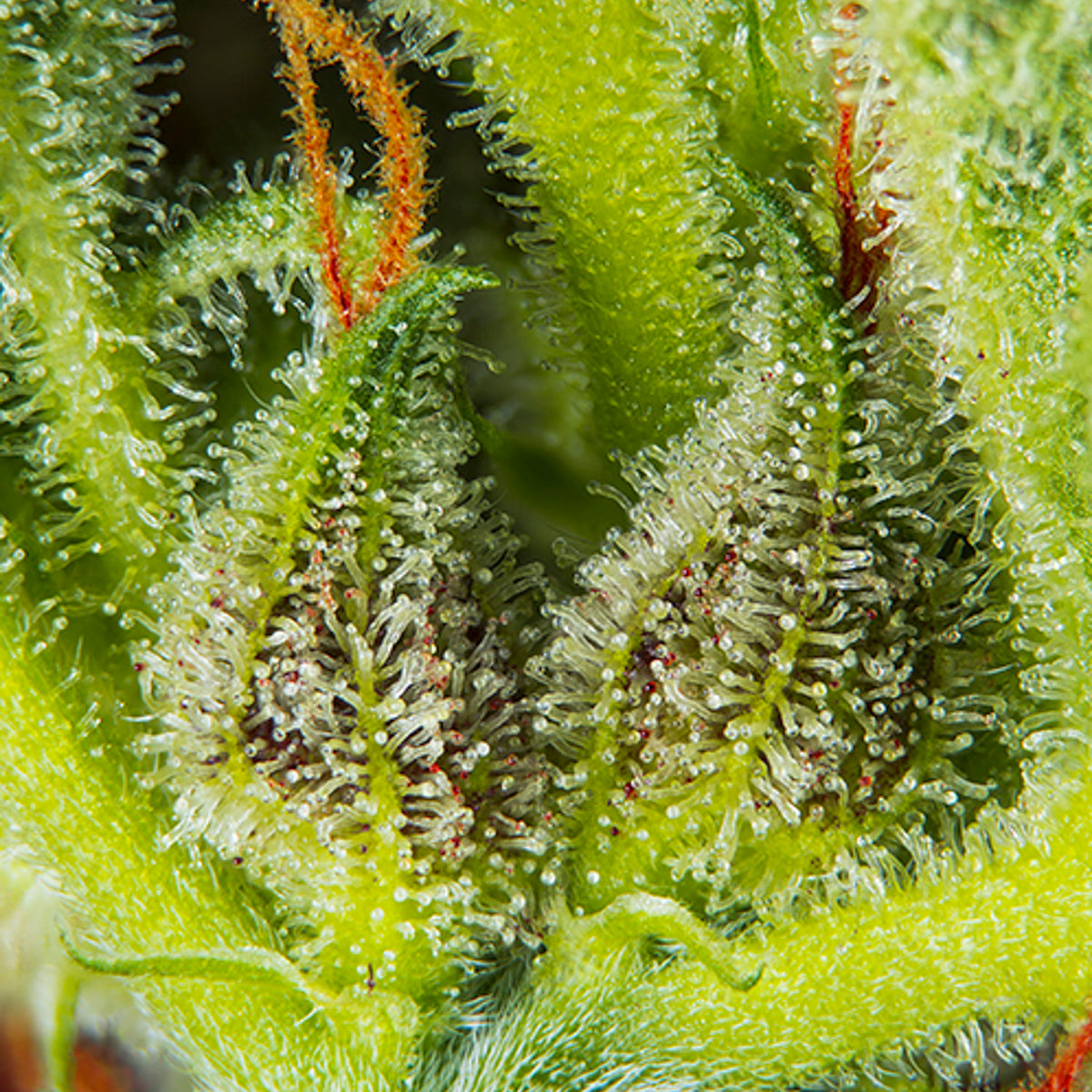 ALT='' CREAM MANDARINE XL AUTO ''