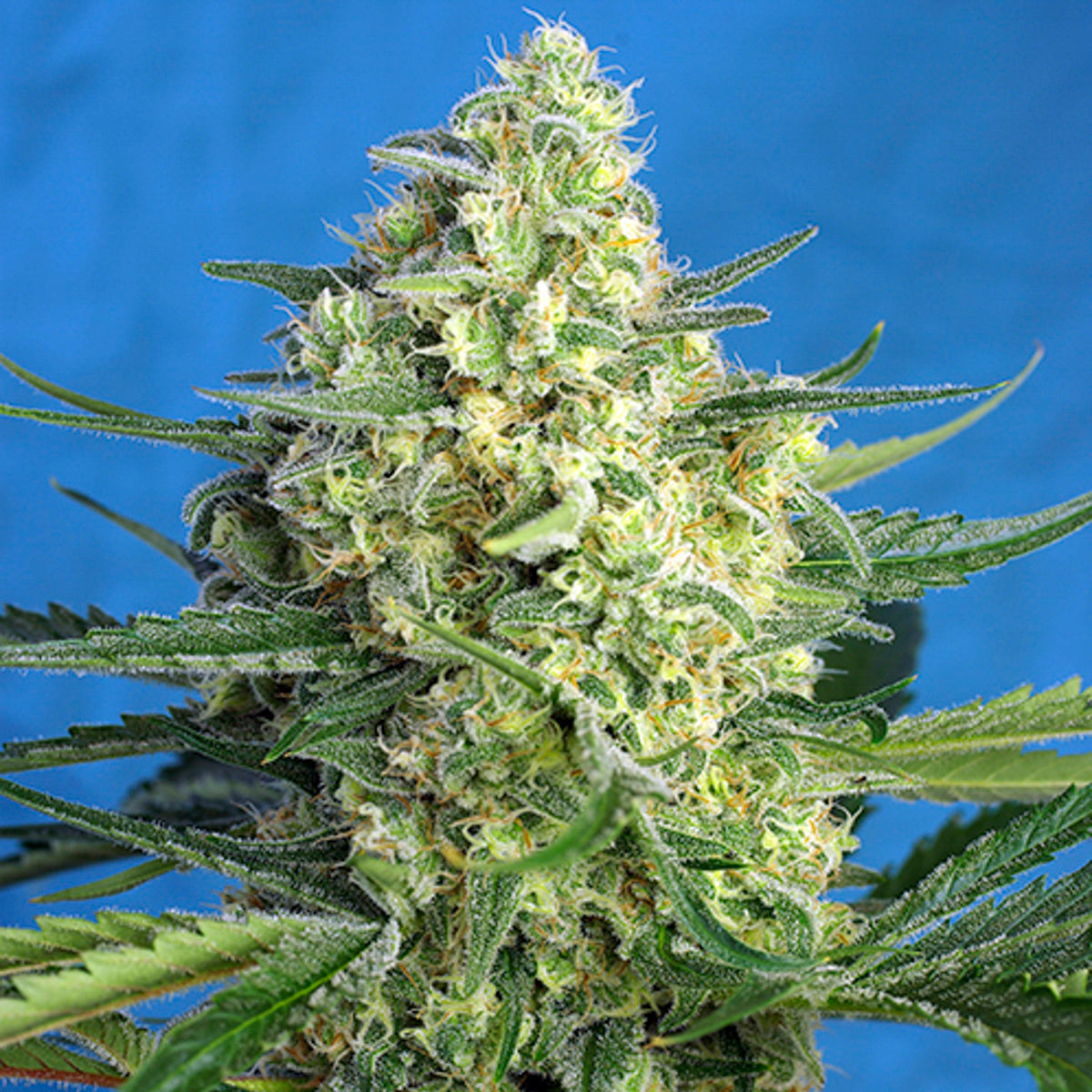 JACK 47 Auto de Sweet Seeds