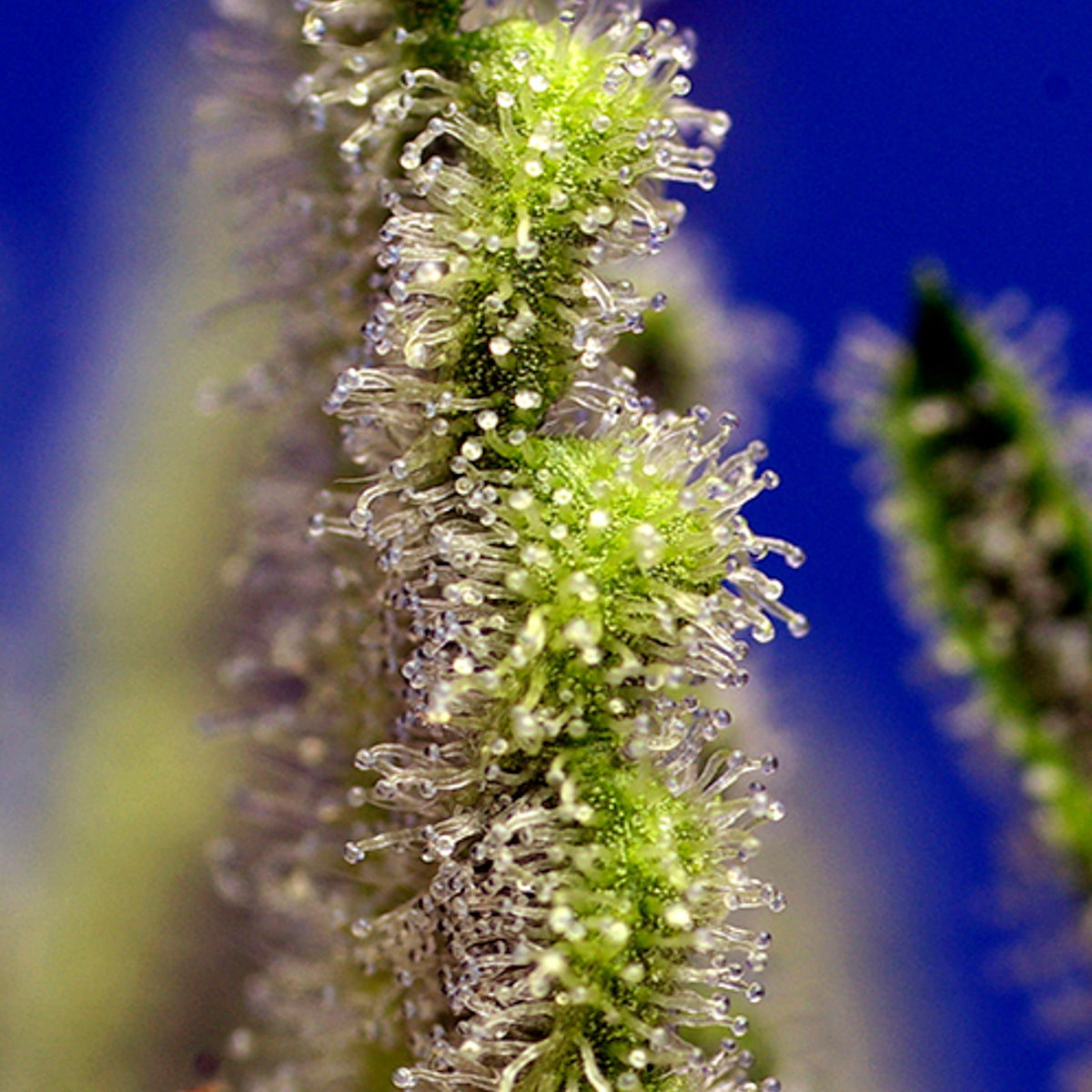 Tricomas de JACK 47 XL AUTO de sweet seeds