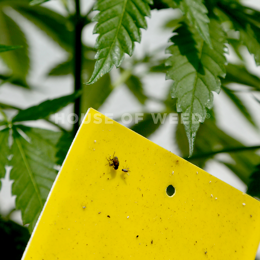 alt='' trampa amarilla insectos voladores cultivo ''