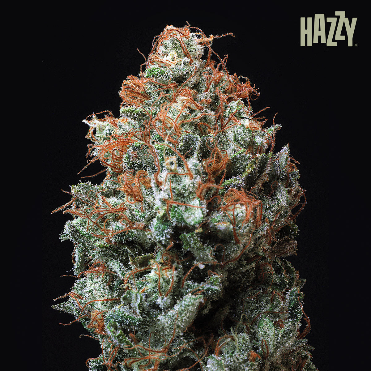 cogollo glazed resinoso con fondo negro