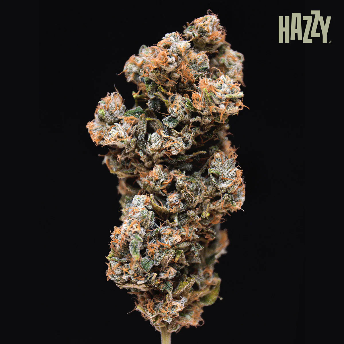 cogollo principal resinoso de semilla hazzy con fondo negro