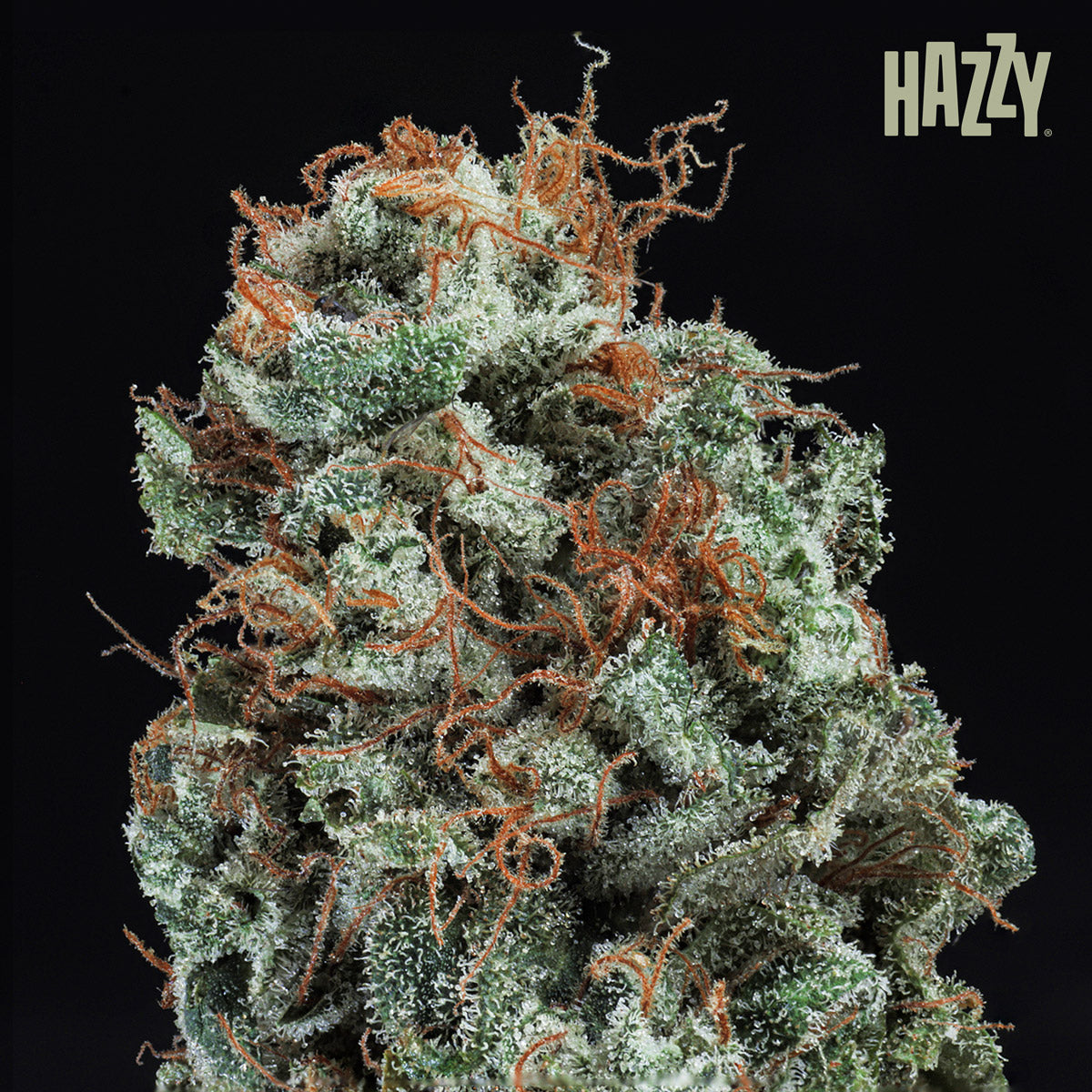 cogollo glazed resinoso con fondo negro