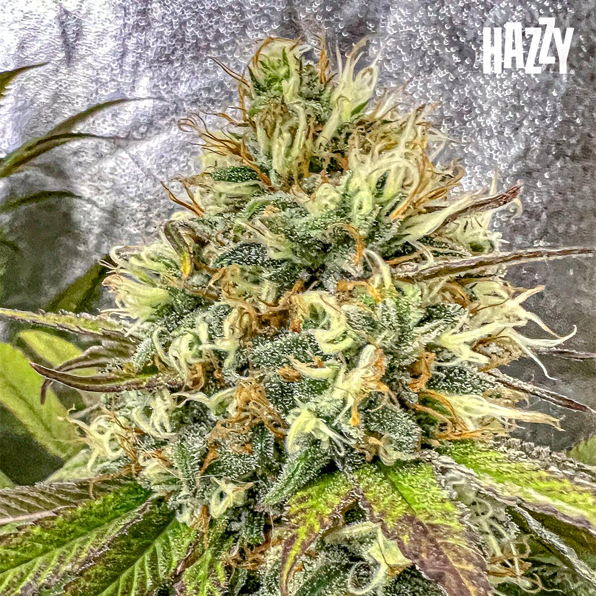 Floración cogollo resina estigmas glazed cultivo indoor