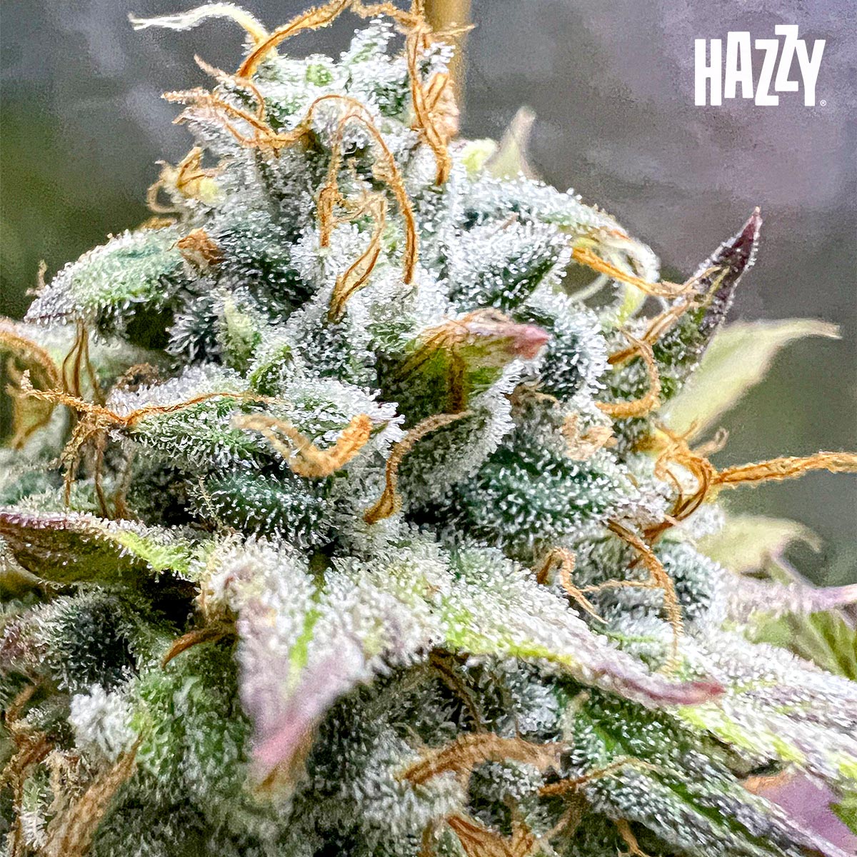 Floración cogollo resina estigmas glazed cultivo indoor