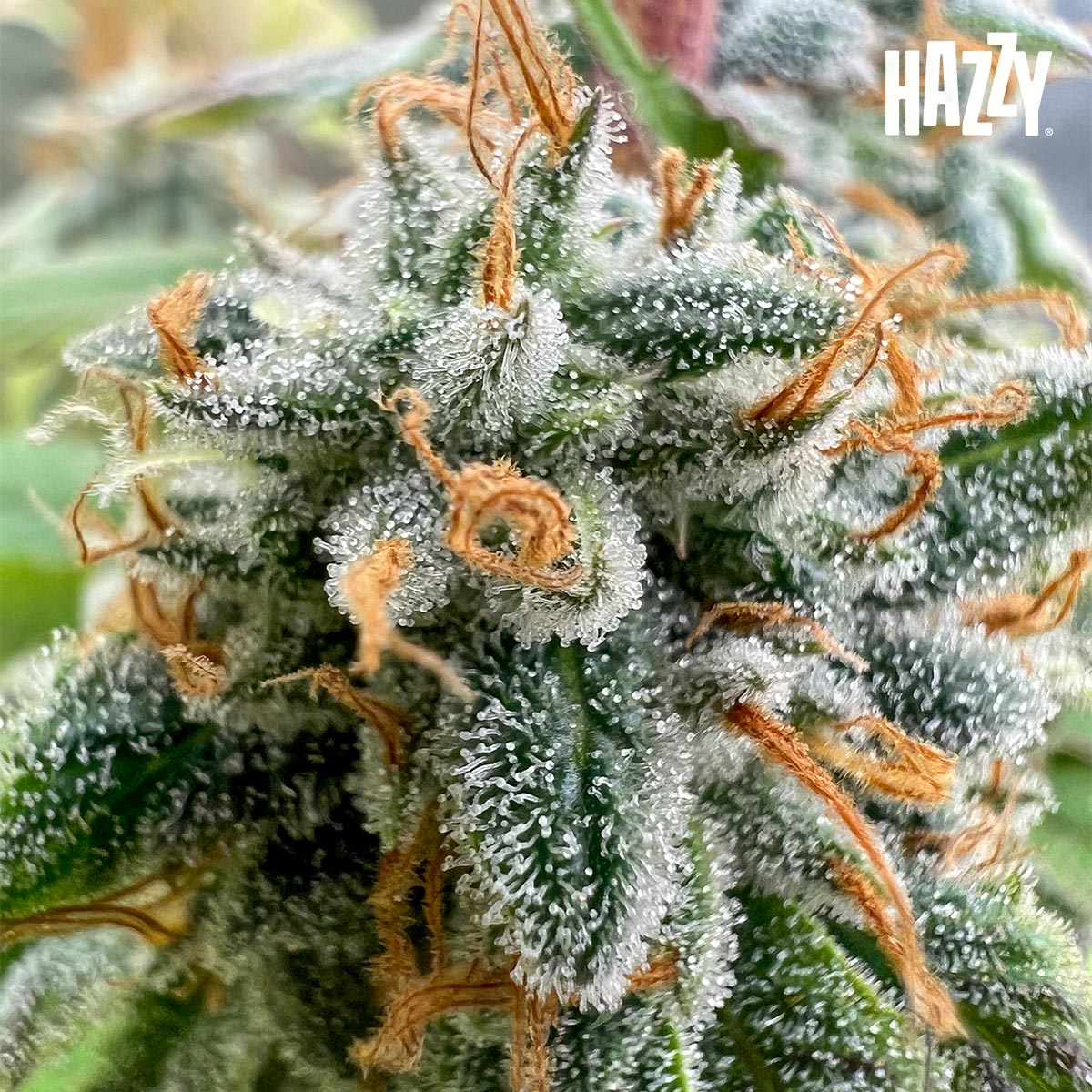 Floración cogollo resina estigmas glazed cultivo indoor