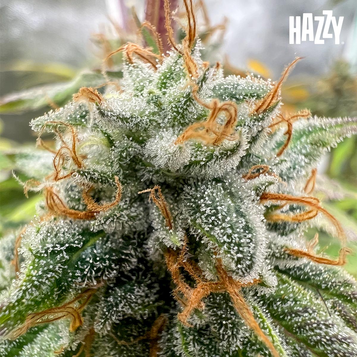 Floración cogollo resina estigmas glazed cultivo indoor