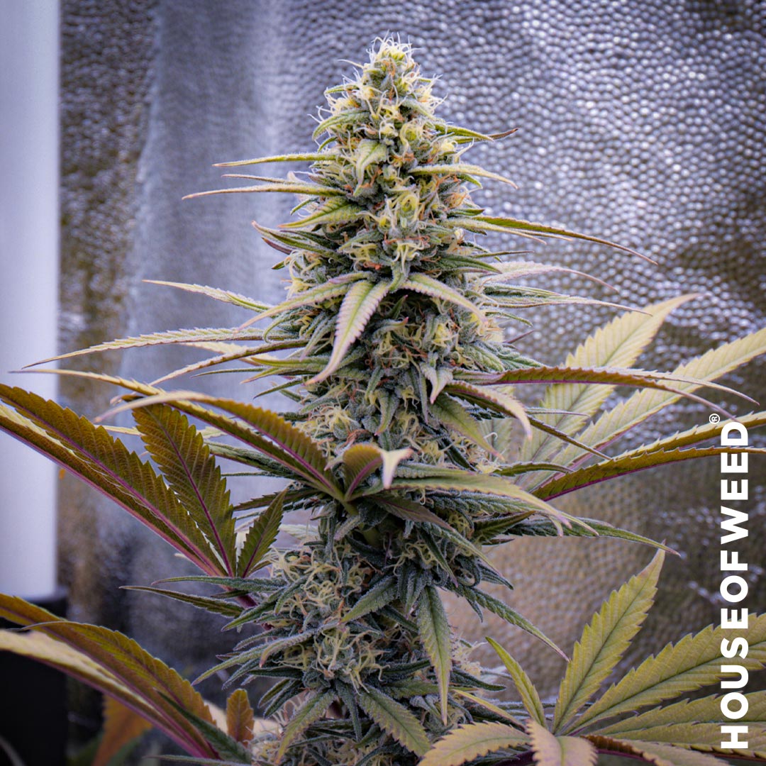 Green poison f1 sweet seeds