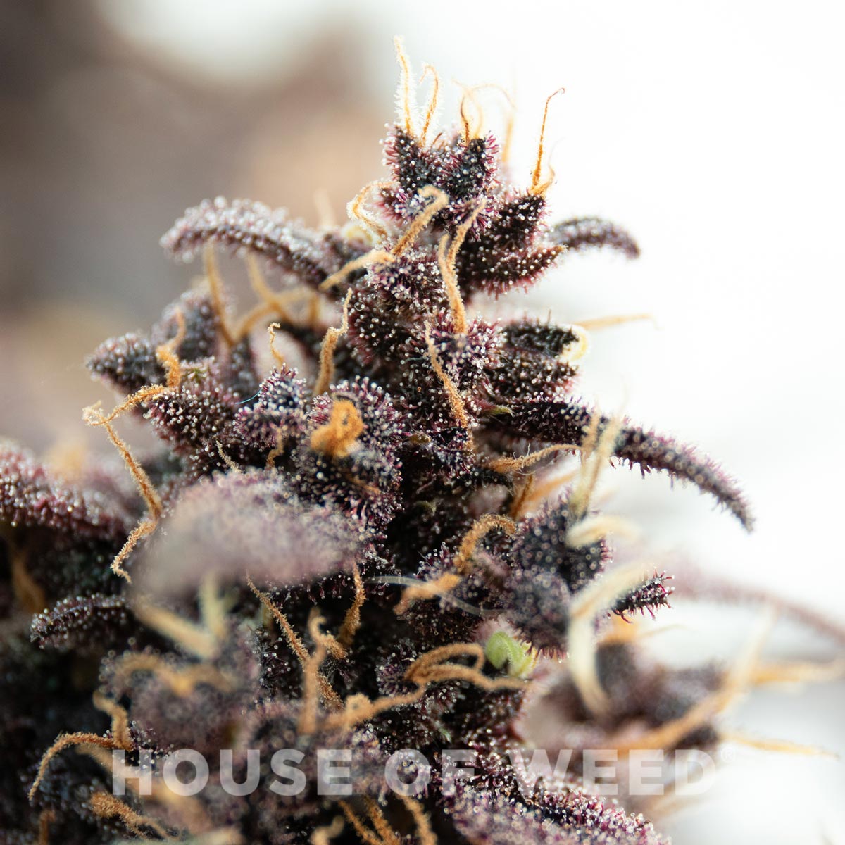 red pure auto cbd de sweet seeds