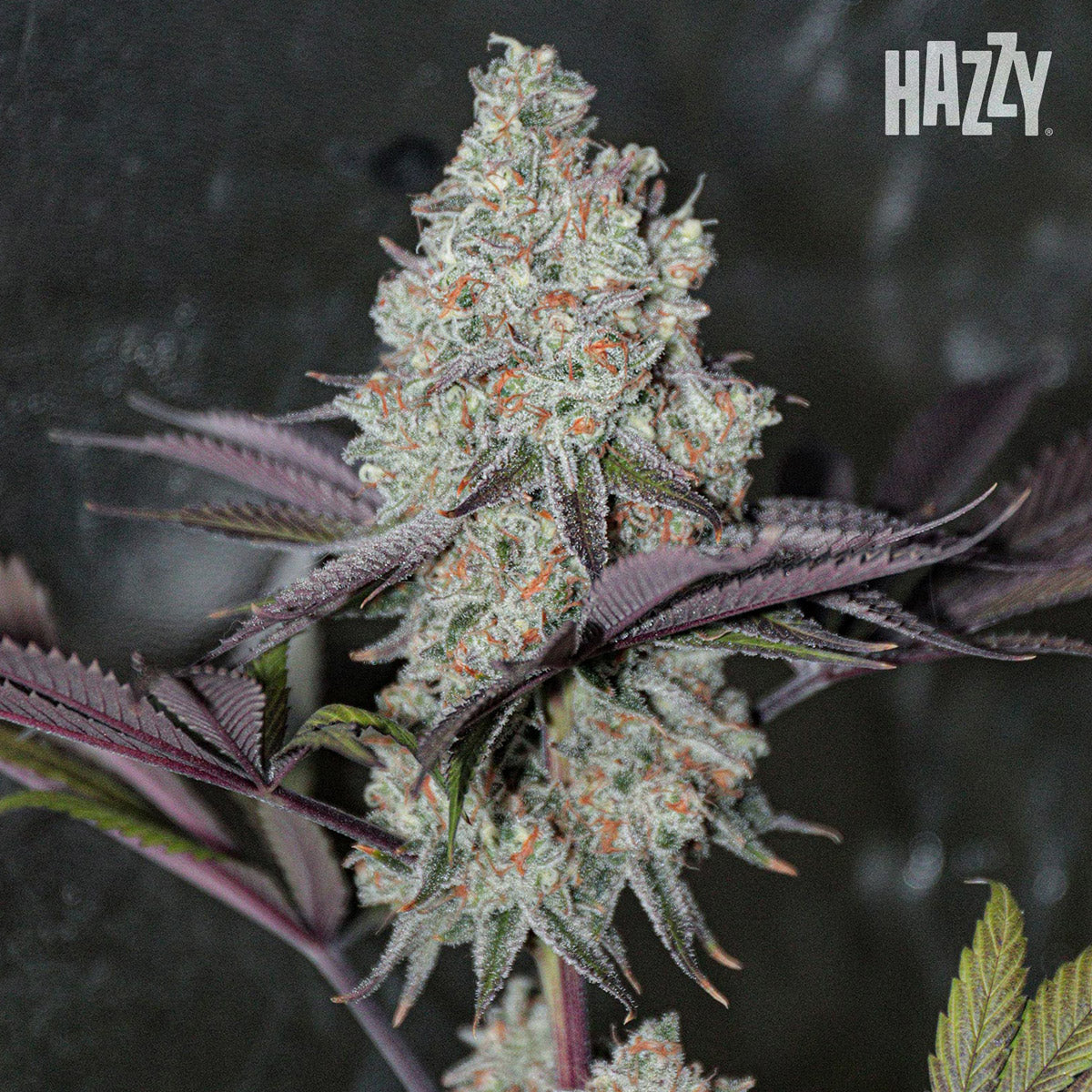 wally en etapa de floración con cogollo principal resinoso en cultivo indoor