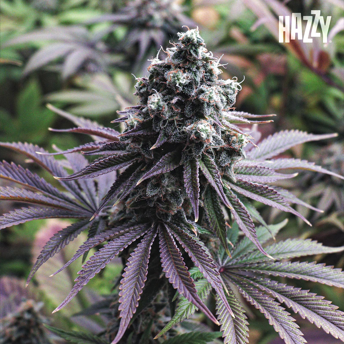 wally en etapa de floración con cogollo principal resinoso en cultivo indoor