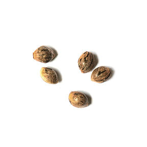5 semillas seleccionadas wally