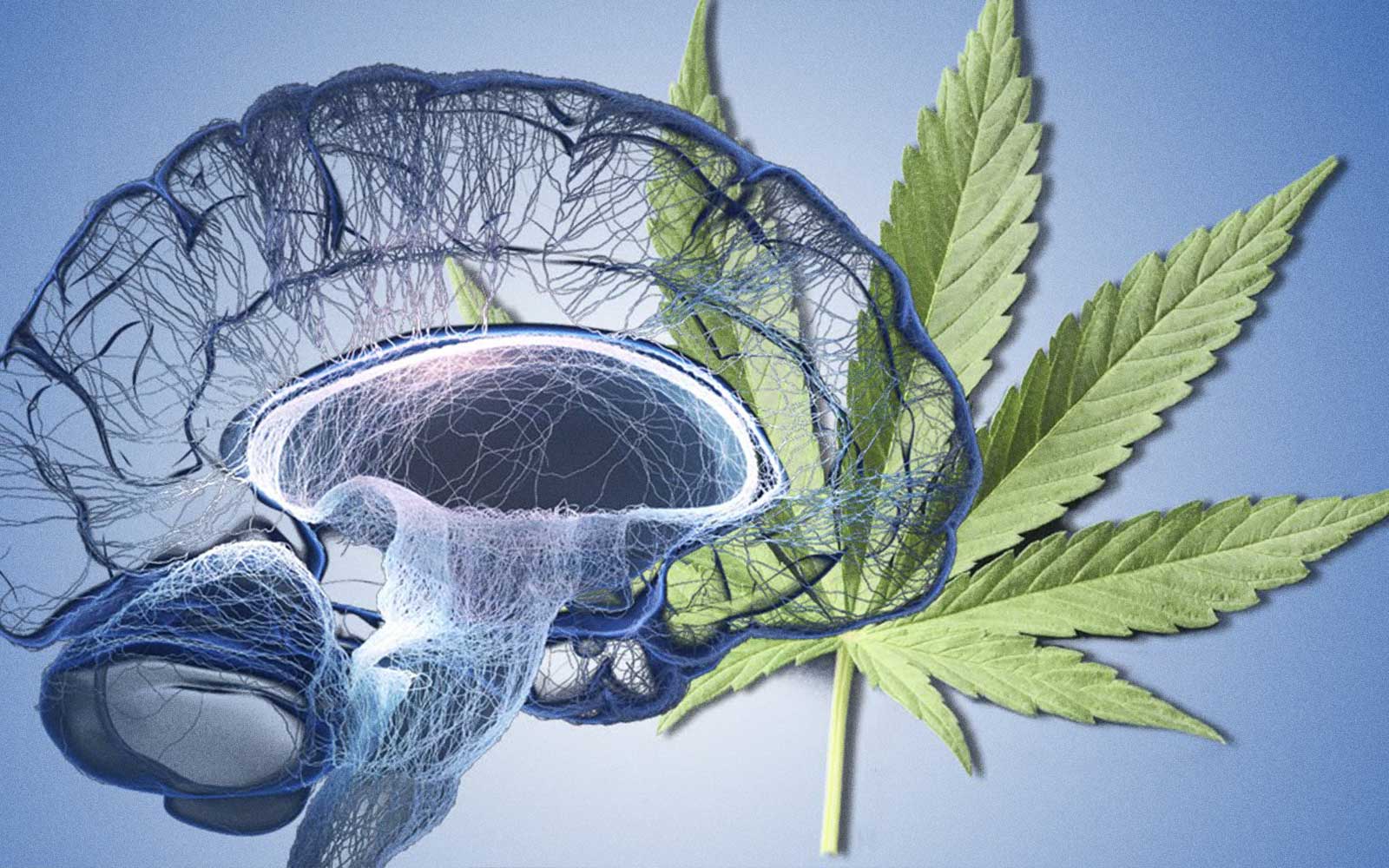 Cannabis y enfermedades neurodegenerativas