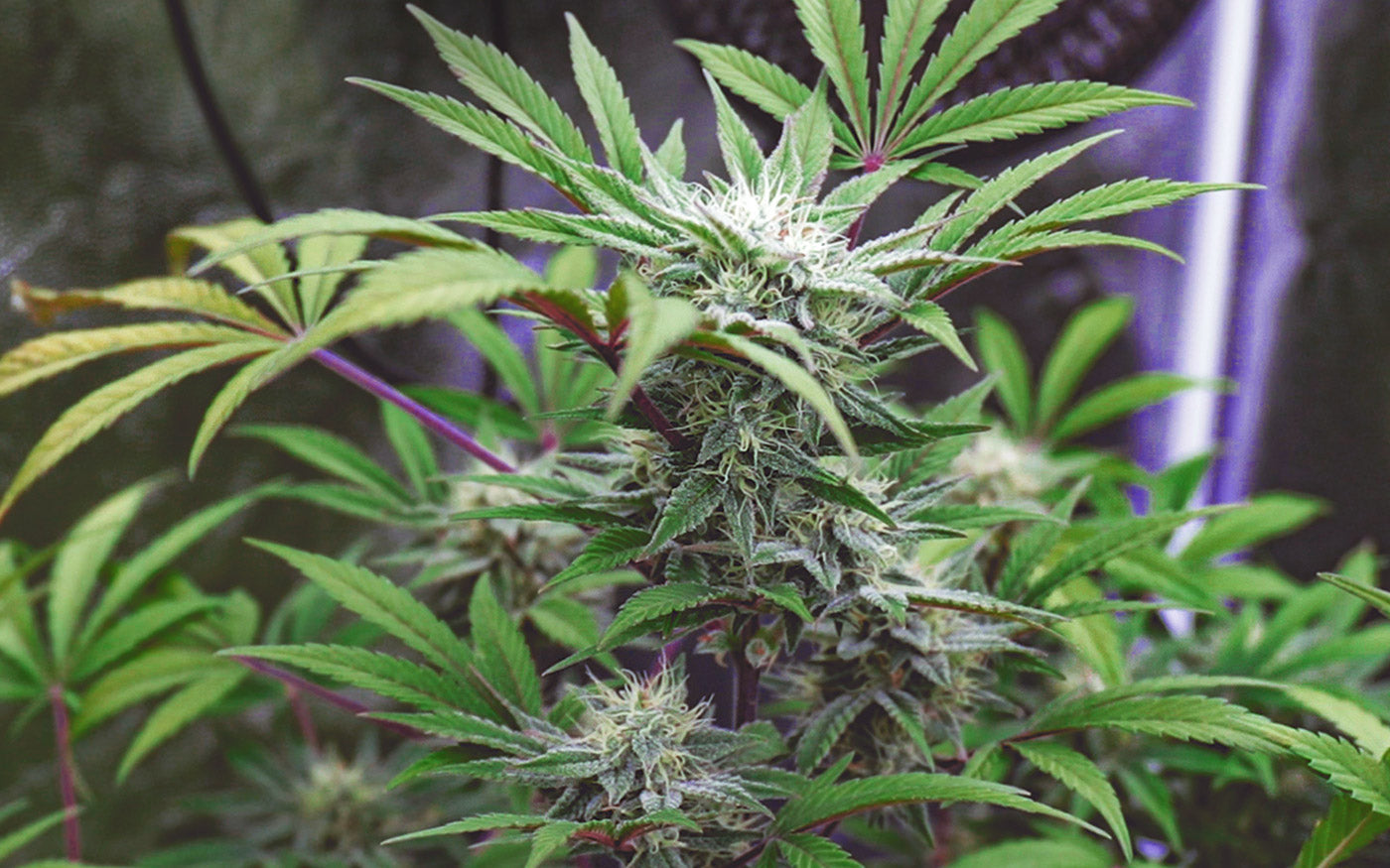 planta de cannabis autofloreciente cultivada en interior