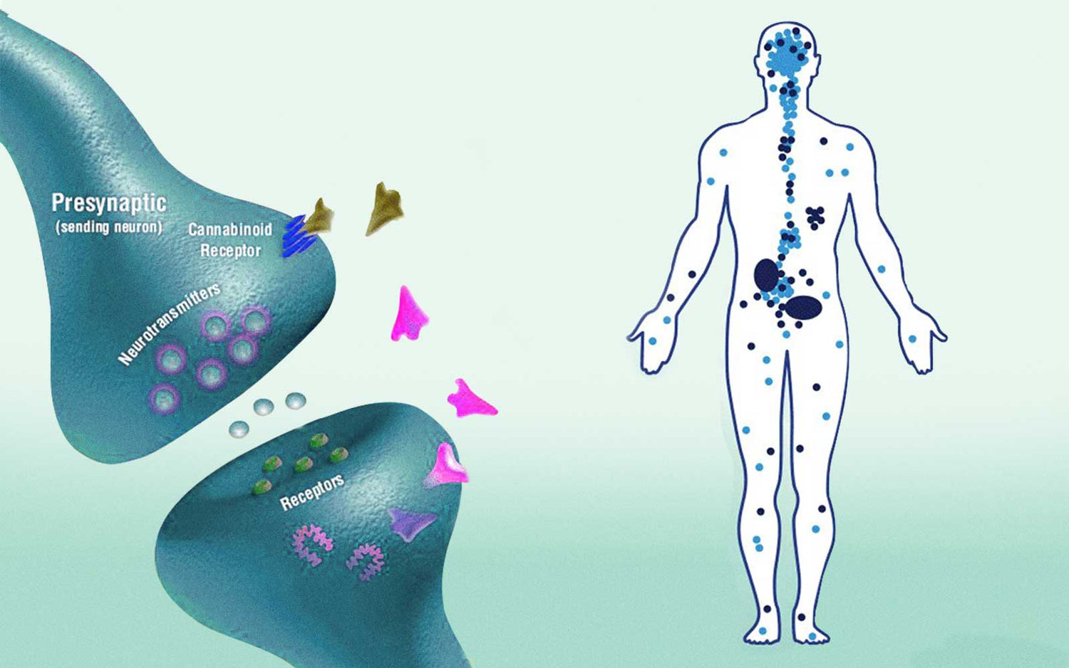 Cómo funciona el receptor CB1 del sistema endocannabinoide