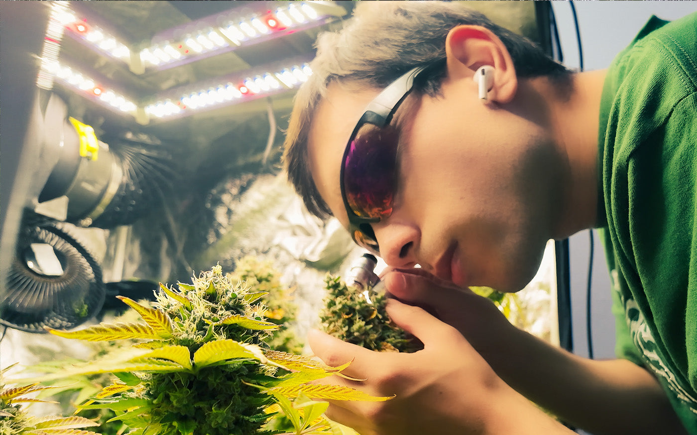 Cómo elegir un panel LED para cultivo de cannabis indoor — guía PPFD y Watts reales