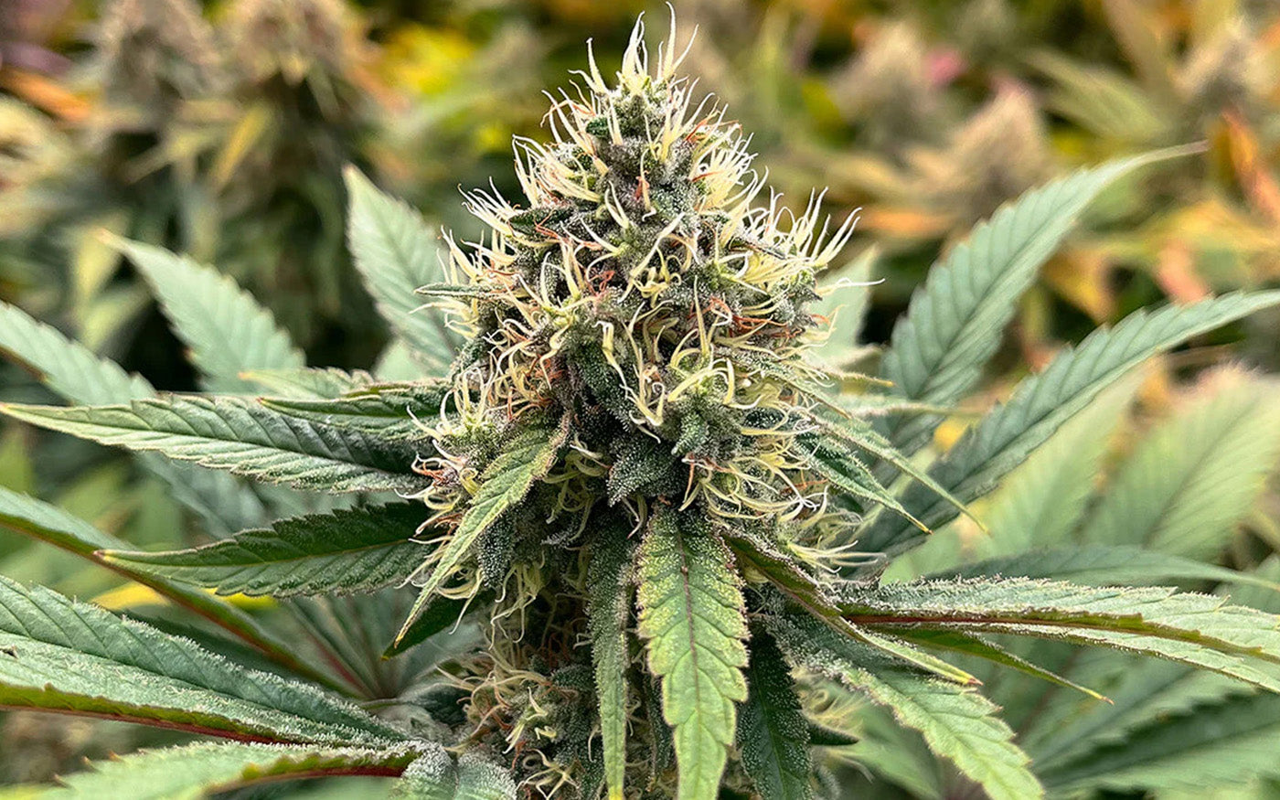 Cómo engordar cogollos de cannabis — técnicas de luz, nutrición y poda